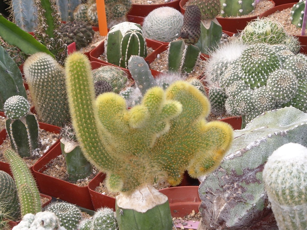 Cactus